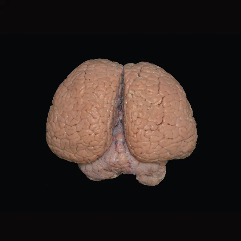 Sotalia guianensis — Material preview