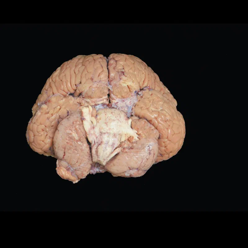 Sotalia guianensis — Material preview