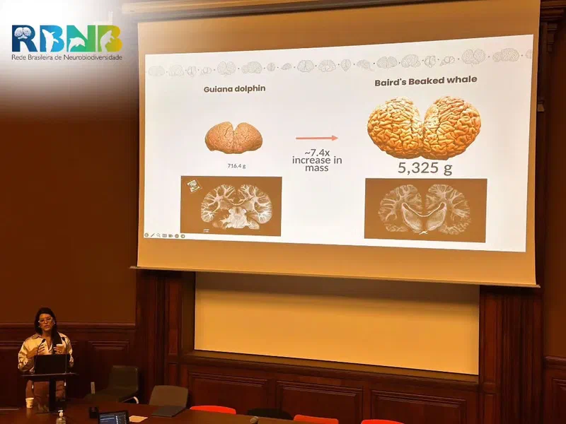 Comparative Brain Meeting