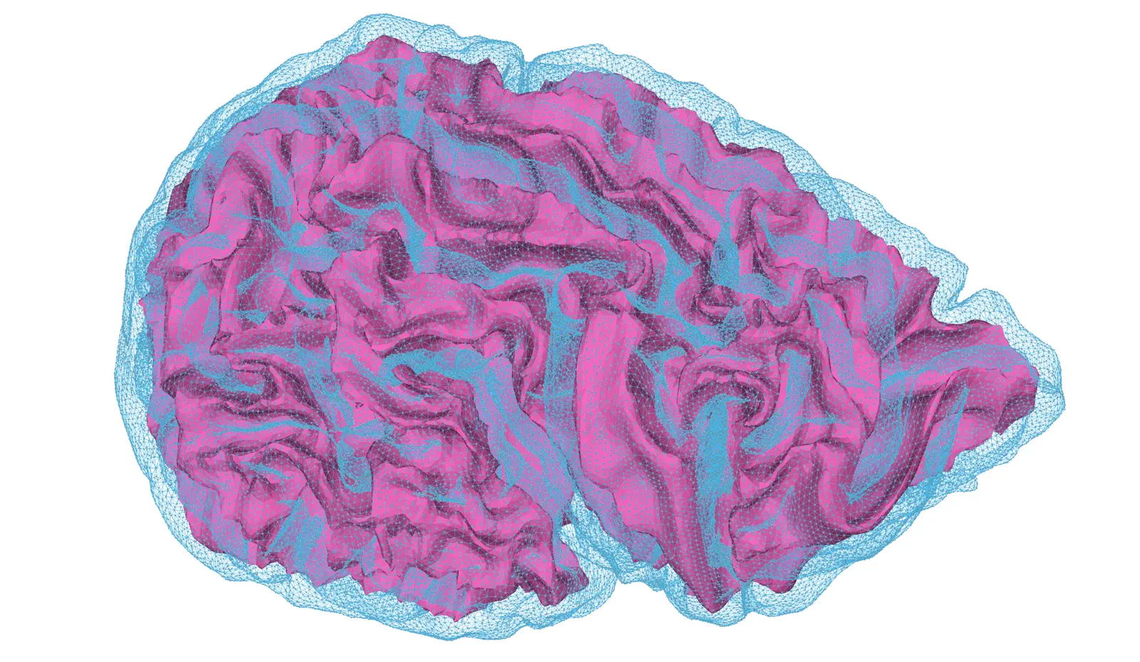 Las reconstrucciones digitales ayudan a examinar la forma y la diversidad de los cerebros.